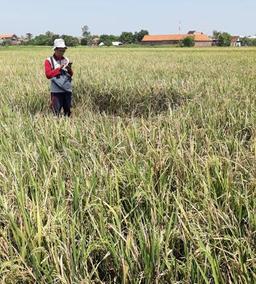 Ketika kegiatan Ubinan bersamaan dengan kegiatan pengamatan KSA (kerangka sampel area).