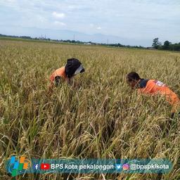 Pelaksanaan Survei Ubinan di Kelurahan Setono Kecamatan Pekalongan Timur