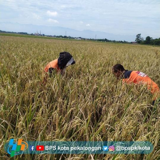 Pelaksanaan Survei Ubinan di Kelurahan Setono Kecamatan Pekalongan Timur