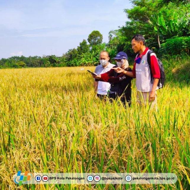 Monitoring Lapangan KSA